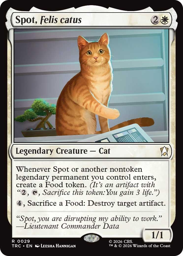 Spot, Felis catus (29) (TRC)